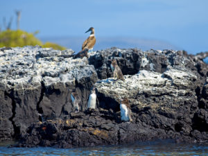 Cruise to the Galapagos - Galapagos penguins