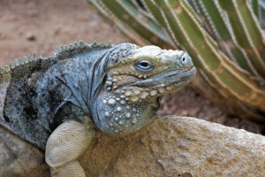 Things to Do in Grand Cayman - blue iguana in Grand Cayman