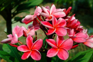 Romantic Vacation in Molokai - Plumeria