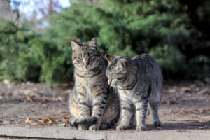 Romantic Vacation in Lanai - Cats in Lanai