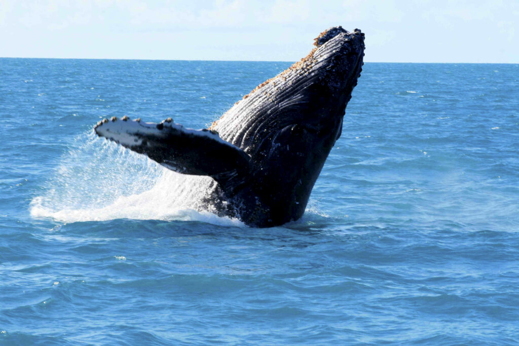 Best Excursions in Puerto Vallarta for Your Next Vacation - Humpback Whale Photo Safari